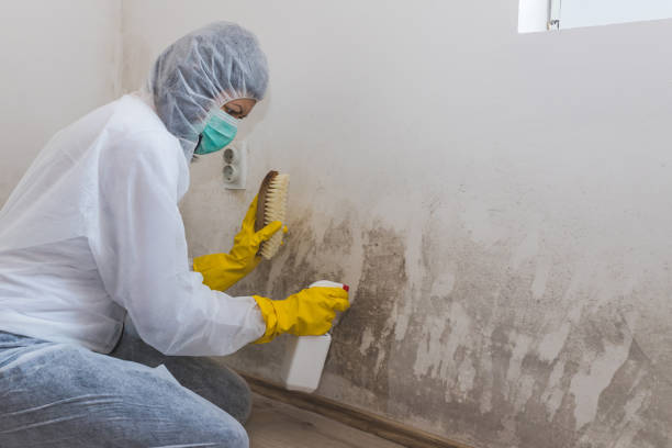 Best Affordable Mold Removal  in Nyssa, OR