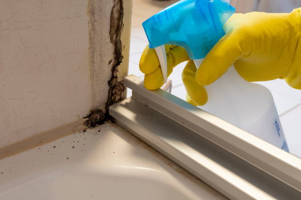 Best Affordable Mold Removal  in Nyssa, OR