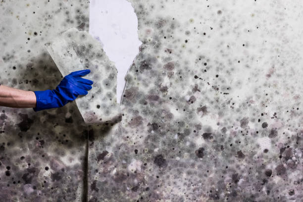 Best Mold Removal Near Me  in Nyssa, OR