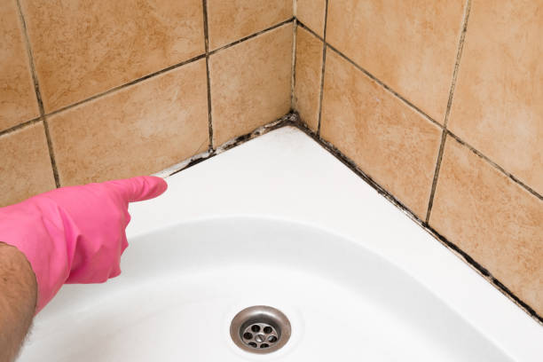 Professional Mold Removal in Nyssa, OR