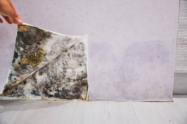Office Mold Removal Services in Nyssa, OR